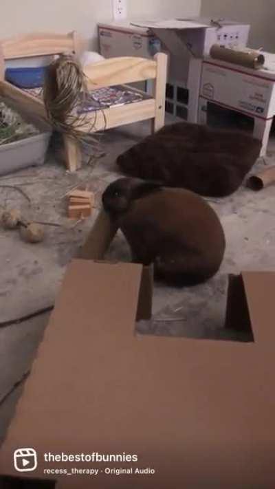 my new hobby is making reels of my bunnies. I finally understand why they’re so popular 😅