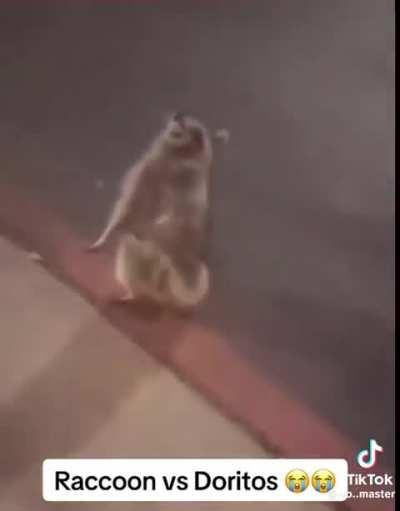 Raccoon vs Doritos
