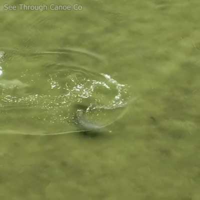 🔥 The Speed, Stamina, and Agility of a Bottlenose Dolphin