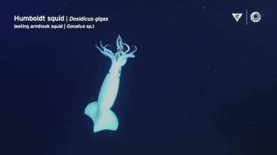 Big squid eating small squid in the deapths of the ocean