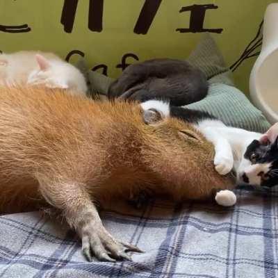 Did you remember to lick your capy today?