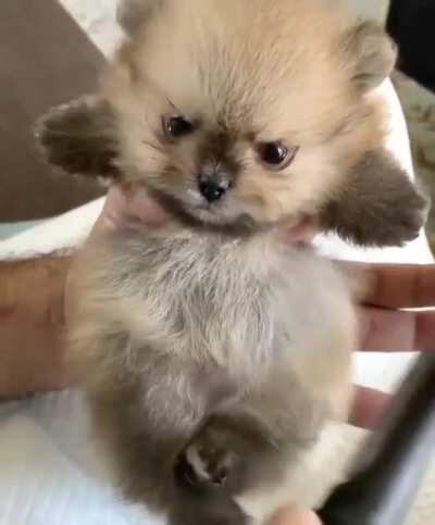 I don't even know what animal this is