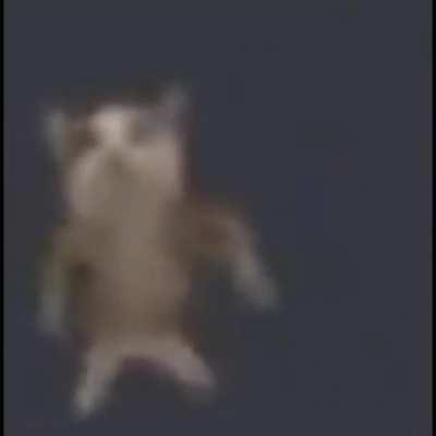 funny cat dancing
