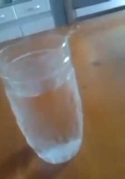 O chat se hidratou hoje?