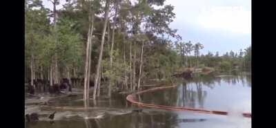 Sink Hole swallows trees in Louisiana Swamp