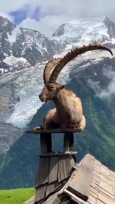 A Horny Goat