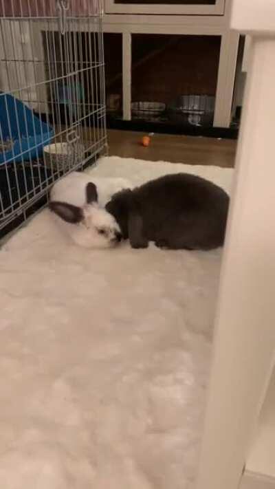 8 days since Sky was neutered and he is united with his ladybun Luna and more in love than ever. Hopefully will be able to house them together soon, am a bit apprehensive as I don’t want them to fight in the night... any tips?