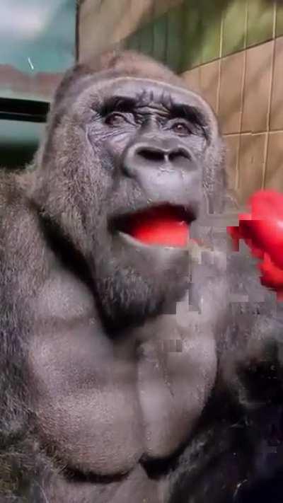 Tasting a bell pepper