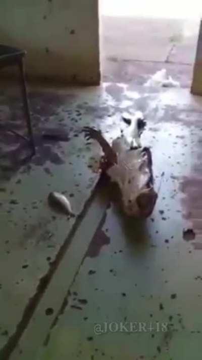 Fish didn't even get to digest it