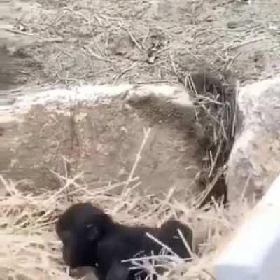 Toddlers will be toddlers no matter the species