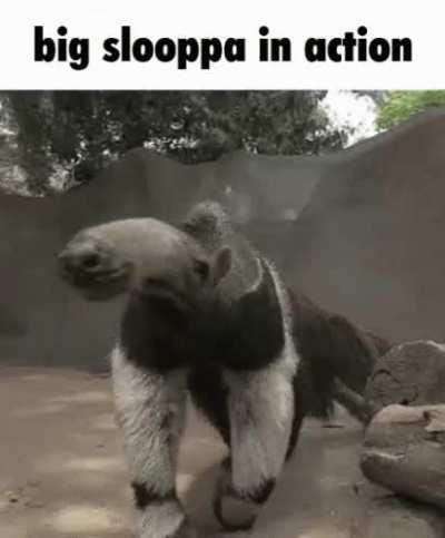 Alright is Sloopa valid or nah?