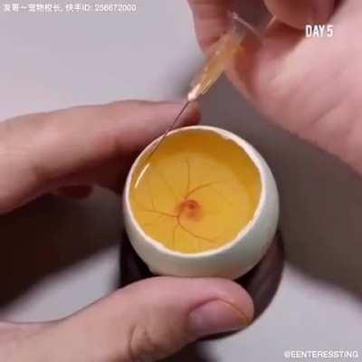 A Chicken growing inside an egg