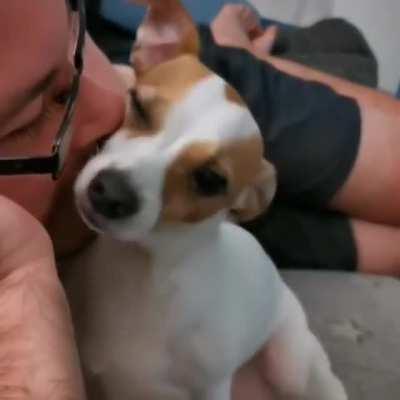 Dog just wants kisses