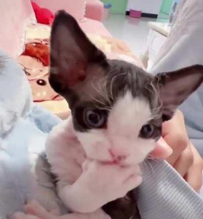 Cat Mary and she is my happiness