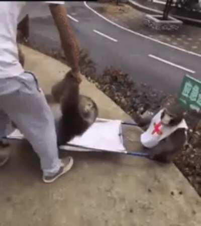 Monkey paramedics