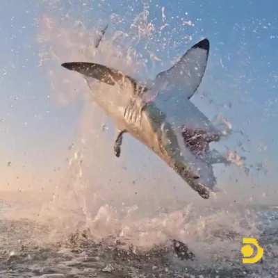 When a great white shark is pursuing its prey, it can swim at speeds up to 40 mph and will typically fly up to 10 feet in the air–an acrobatic feat called breaching