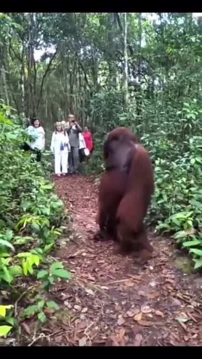 I wouldn't get that close to a Orangutan...