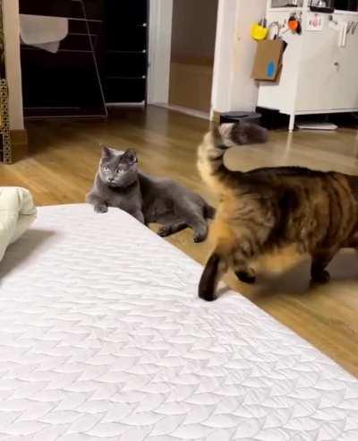 Milton is surprised by the appearance of a chonker Tom