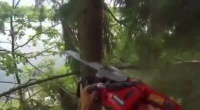 Simplemente momento árbol