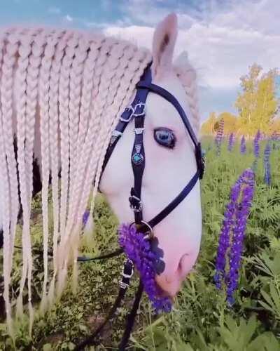 Blue Eyed Horse - Moscow