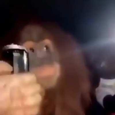 Who gave these niggas a orangutan😭😭