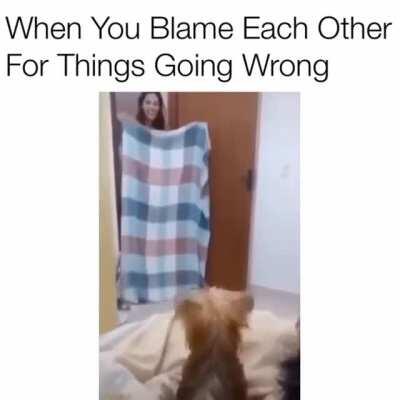 Brazilian doggos cant understand magic