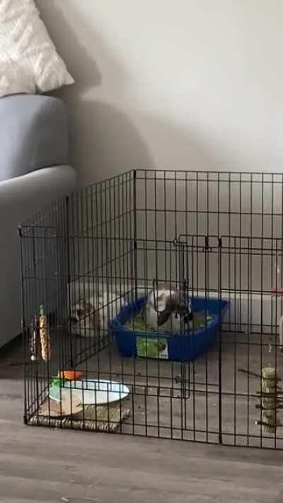 This has what the day has been like so far for our boy and our new girl. He just wants to be near her all the time. 😭❤️ She is indifferent