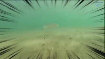 ÇUPRAAAAAAA (agalarla yaptık)