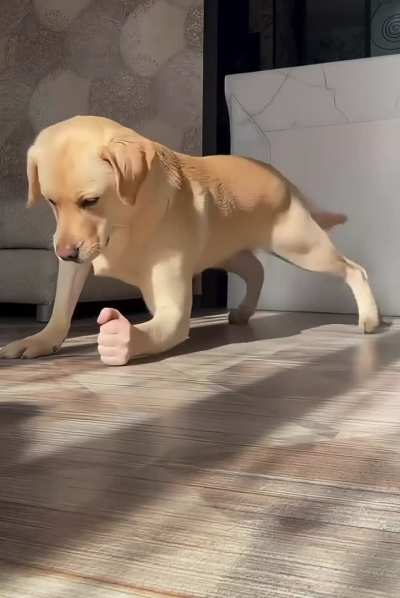 Is this ai? How can I teach my dog to do this?😱