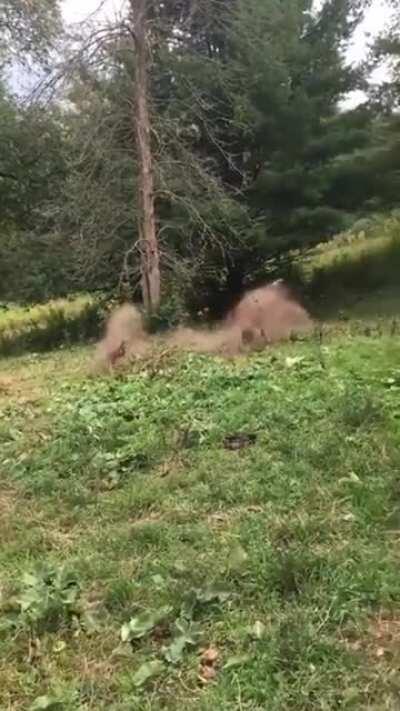 When you try to get your horse to jump over a small rock