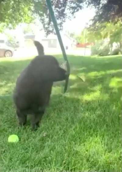 Good boi gets visited by some flying frens