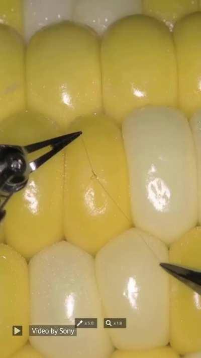 New Sony microsurgical robot stiches together a corn kernel