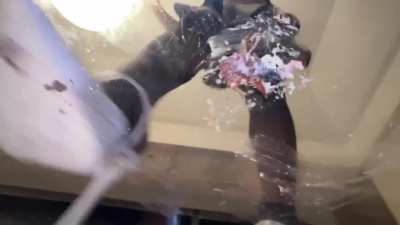 Mizuki crushes cricket