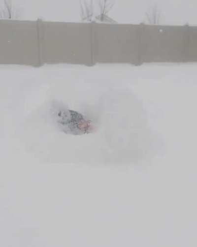 What is this hooman?