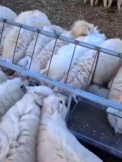 A new breed of sheep