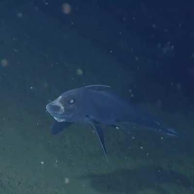 🔥 Ghost Shark, aka a Chimaera fish spotted at 2,600 meters (8,530 feet) deep 🔥