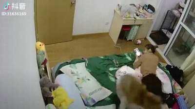 That dog needs a larger activity area.