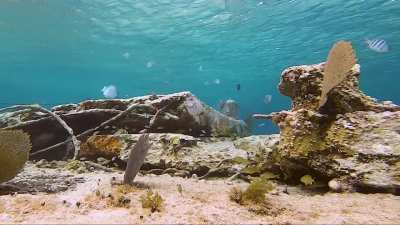 Spotfin PorcupineFish and reef life of Sky Reef, Cozumel