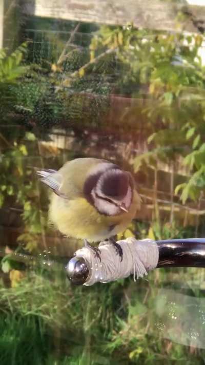 tiny borb full of rage