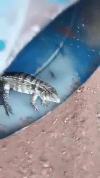 Not all lizards want to kill you. Just this one in particular