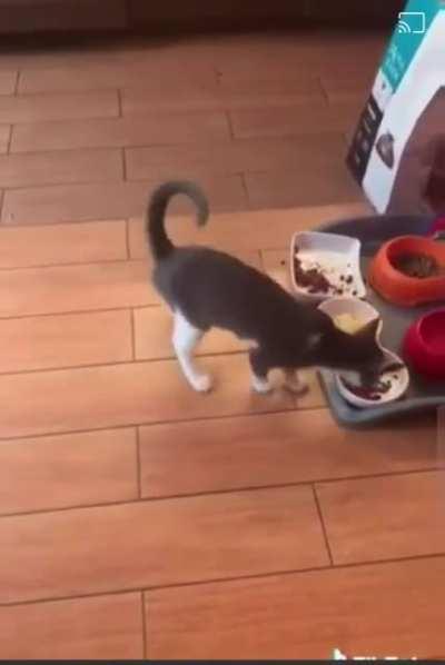 Kitten's first time seeing an omelet