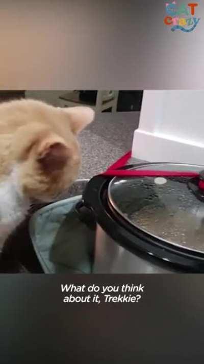 Professional food thief