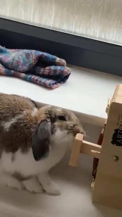 RIP to the art box. Little dude found a new toy to destroy 😭