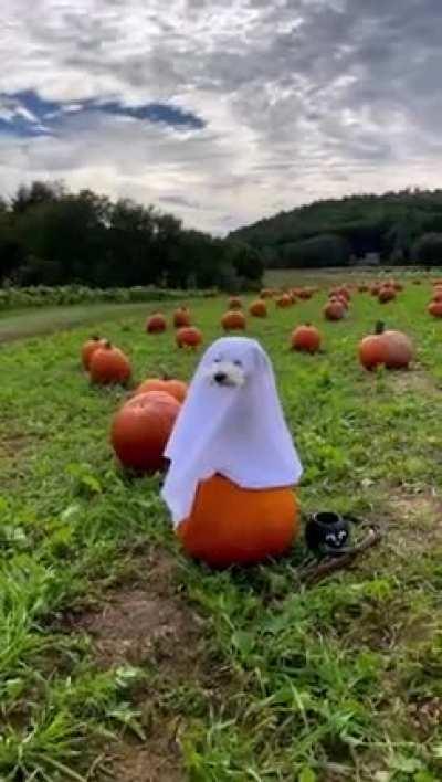 It’s the season.. 🎃👻