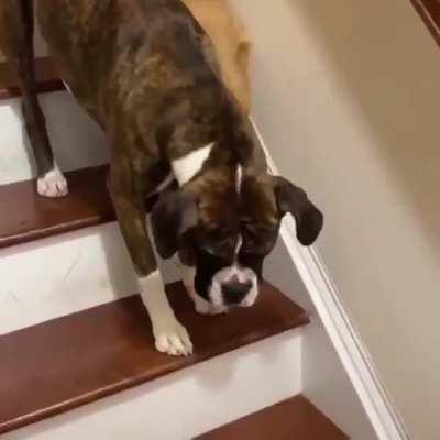 This dog protects and patiently guides his blind brother so he can safely go down the stairs.