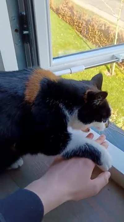 Whenever i open the window on the first floor, and try to put my hand outside, my cat tries to protect me from falling and pushes me back