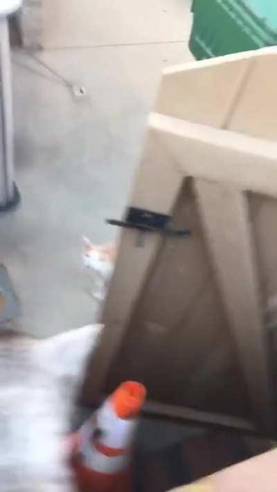 I startle cat, she startle me