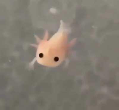 A newly born axolotl
