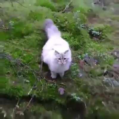 The way this cat jumps