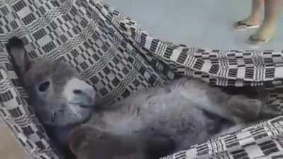Baby donkey swinging in a hammock